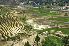 Mu Cang Chai in rice-growing season: A mural to the Northwest