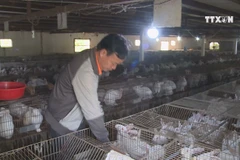 Farmer earns higher income from rabbit farming