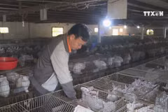 Farmer earns higher income from rabbit farming