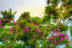 Son Tra Peninsula blooms
