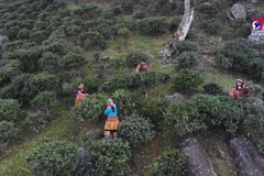 Developing ancient Shan Tuyet tea brands