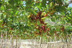 Young farmer makes fortune with grapes