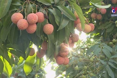 Japan grants GI certification to Vietnamese lychee