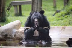 Inauguration of bear rescue centre at Bach Ma National Park