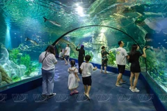 Aquatic wonders at Lotte World Hanoi Aquarium