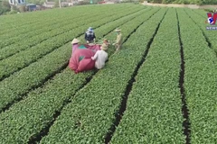 Moc Chau applying technology in tea production