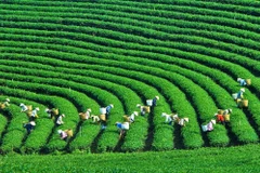 Moc Chau - World’s leading nature destination