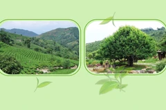 Suoi Giang ancient tea trees in Yen Bai province