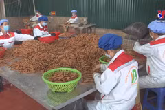 Vietnam becomes world’s biggest cinnamon exporter