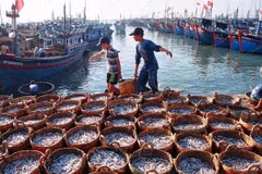MARD requests drastic measures against IUU fishing