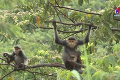 Da Nang making greater efforts to protect red-shanked douc langurs