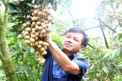A farmer at his longan farm in Hung Yen Province. Vietnamese longan is favoured by customers in Asian markets. (Photo: VNA)