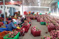 Geographical indication of Binh Thuan dragon fruit protected in Japan