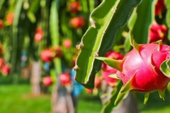 Measures sought to boost export of dragon fruit to India, Pakistan