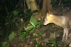 Thua Thien-Hue: Endangered muntjacs spotted in Phong Dien Nature Reserve