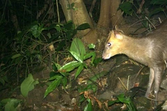 Thua Thien-Hue: Endangered muntjacs spotted in Phong Dien Nature Reserve
