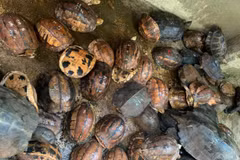 Seller of rare turtles jailed for 10 years 