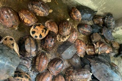Seller of rare turtles jailed for 10 years 