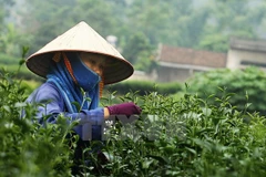 Thai Nguyen tea strives to access global market