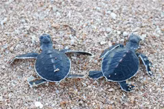 Vietnam’s two biosphere reserves nominated for UNESCO voting
