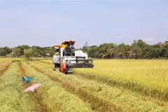 Australian businesses interested in agritech in Vietnam