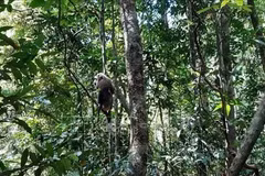 Binh Phuoc: Three wild animals released back to nature 