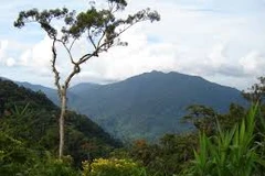 Thue Thien-Hue: Campaign to plant 2,500 trees in Phong Dien Nature Reserve underway