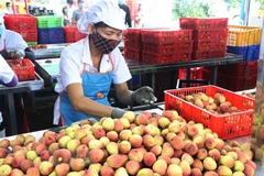 Vietnam sees surge in farm produce exports to China