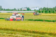 ‘Green lane’ proposed for waterway transport of rice
