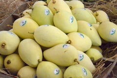 More than 5,000 ha of mango in Dong Thap granted area codes for export