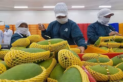 Fruit, vegetables exports to hit 4 billion USD