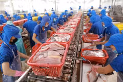 Aquatic product exports drop strongly in first half of August