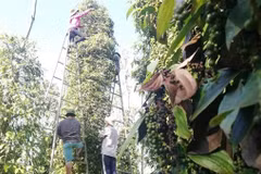 Vietnam at risk of losing pepper export markets due to high freight costs