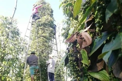 Vietnam at risk of losing pepper export markets due to high freight costs