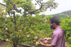 Quang Ninh views OCOP as important development programme