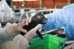 Vietnam successfully clones pigs for first time