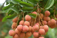 Bright prospects for fresh Vietnamese lychees in Australia