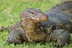 1-bln-VND fines imposed on violators of wildlife protection regulations 