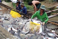 Over 20 Vietnamese basa fish exporters withdraw from EU market