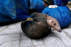 Over 1,130 wild animals rescued in 2020: ENV