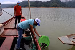 Hoa Binh releases 35,000 fish fry into Da River