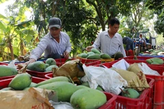 Trade surplus from agro-forestry-fisheries hit 1.37 billion USD in two months