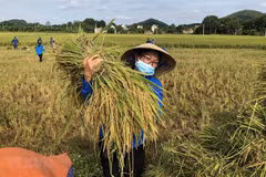 Vietnam urged to transform food system amid challenges