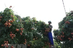 Thanh Ha lychees now available on Lazada