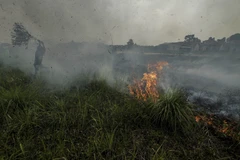 Indonesia sees sharp decline in deforestation last year