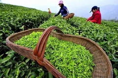 Vietnam’s tea exports to Australia surge 