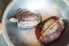 Nearly 160 wild animals saved in May
