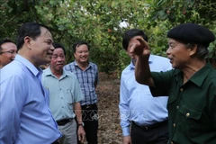 Binh Phuoc urged to develop cashews as main crops