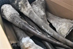 Large shipment of suspected rhino horns, wild animal bones seized in Da Nang