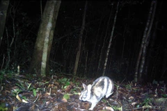 Rare striped rabbits discovered in Central Highlands